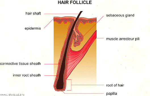 diagram of a hair follicle